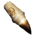 Alpha Mosasaur Tooth