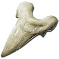 Megalodon Tooth