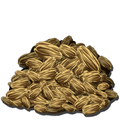 Rockarrot Seed