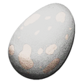 Titanoboa Egg