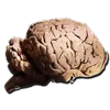 Allosaurus Brain