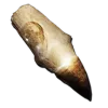 Alpha Mosasaur Tooth