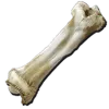 Dinosaur Bone