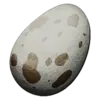 Fertilized Dodo Egg