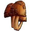 Rare Mushroom